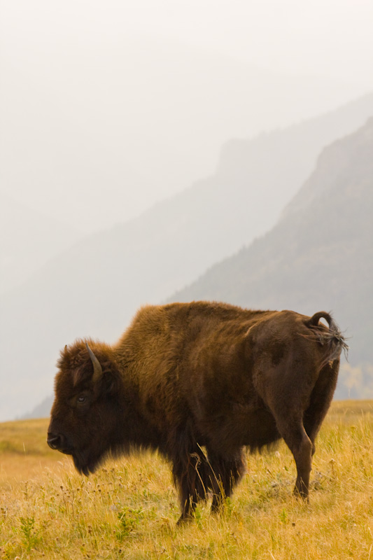 Bison